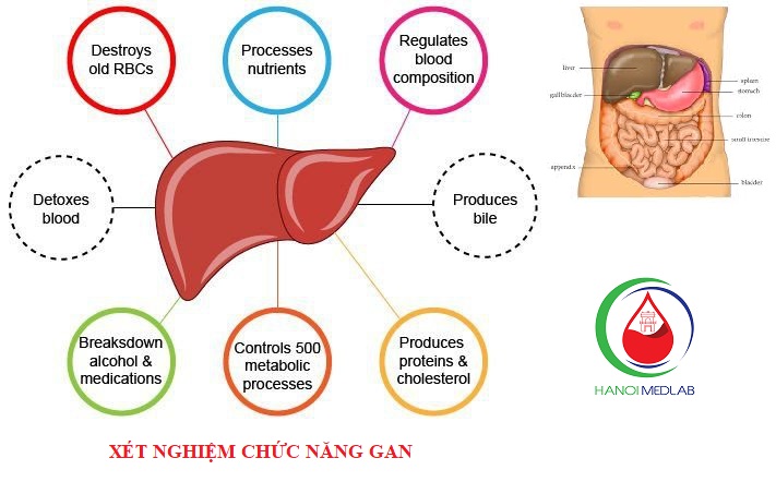 Xét nghiệm chức năng gan là gì?